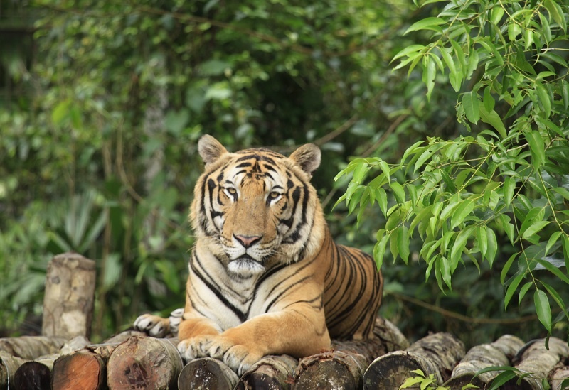 Vinpearl Safari ảnh 2 Vinpearl Safari anh 2