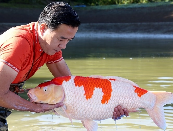 Sieu thi ca koi rong 1.000 m2 tai TP.HCM hinh anh