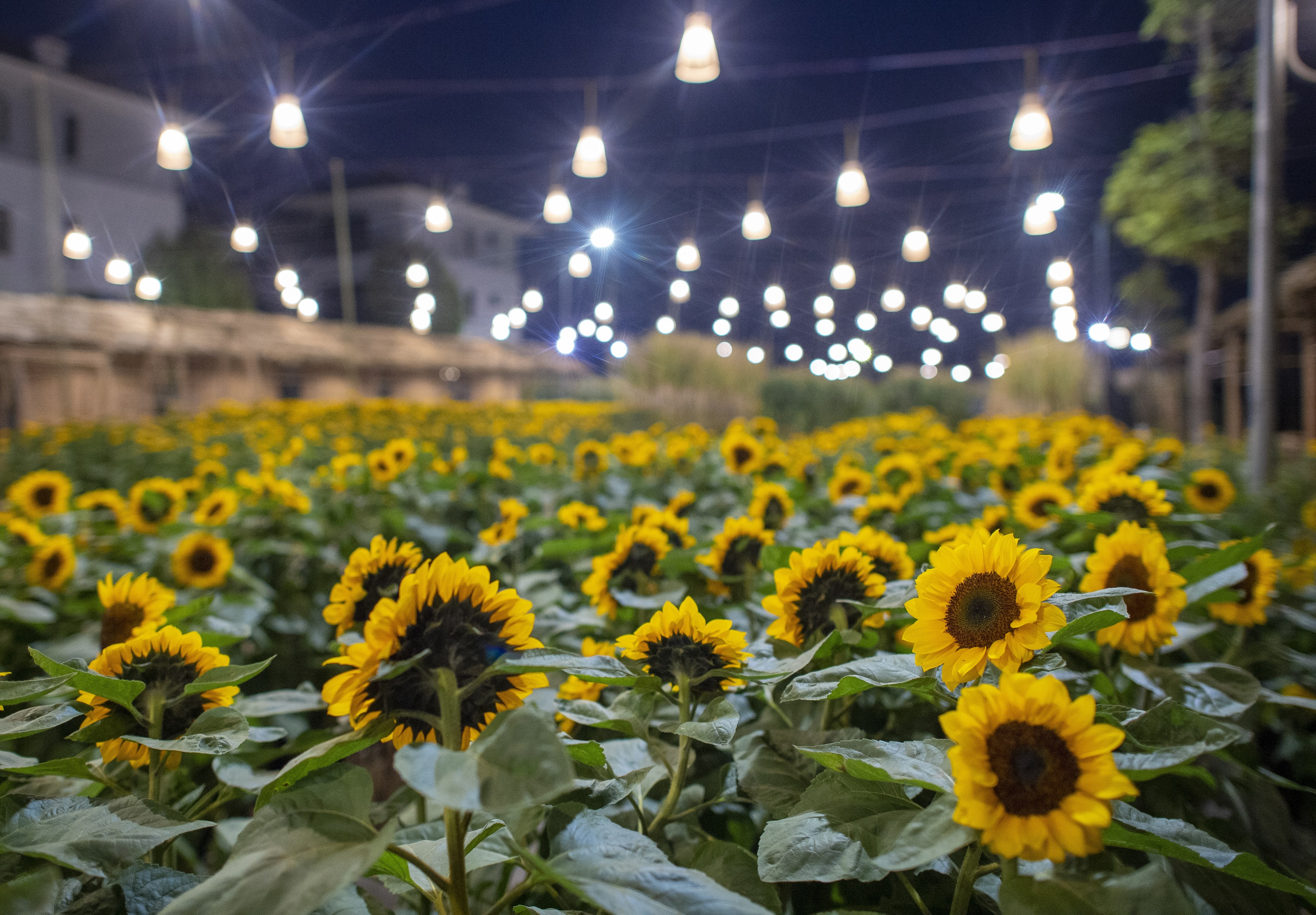 Splendora ảnh 1 Splendora anh 1