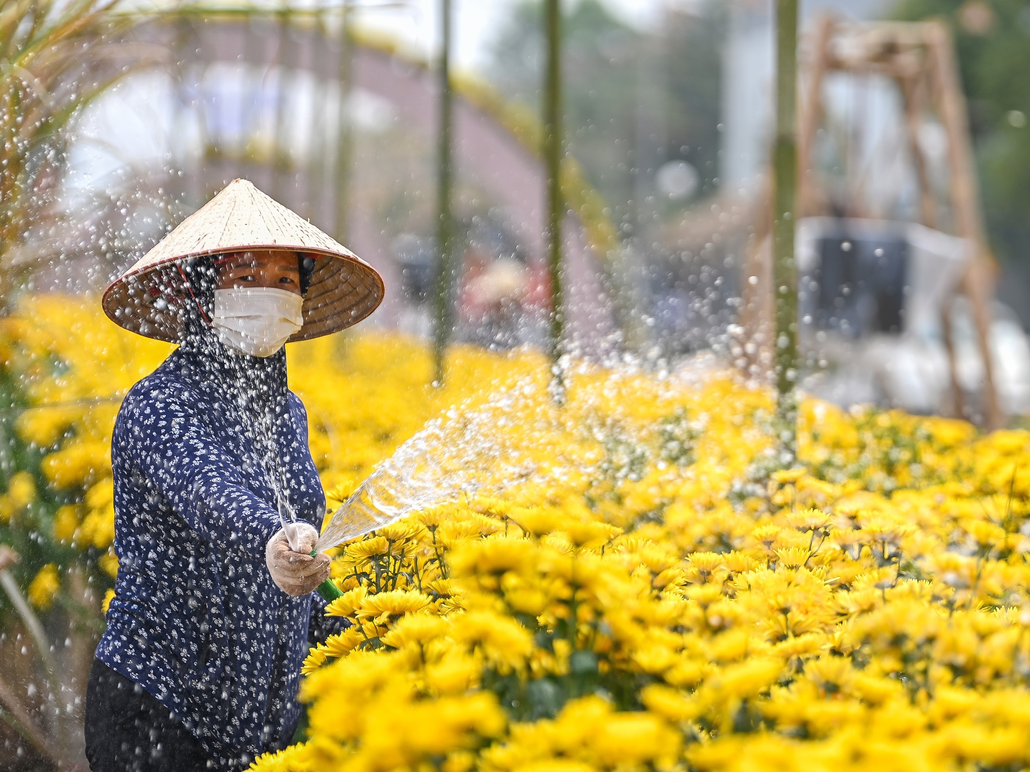 Kham pha duong hoa ruc ro sac xuan sap ra mat tai Ha Noi hinh anh