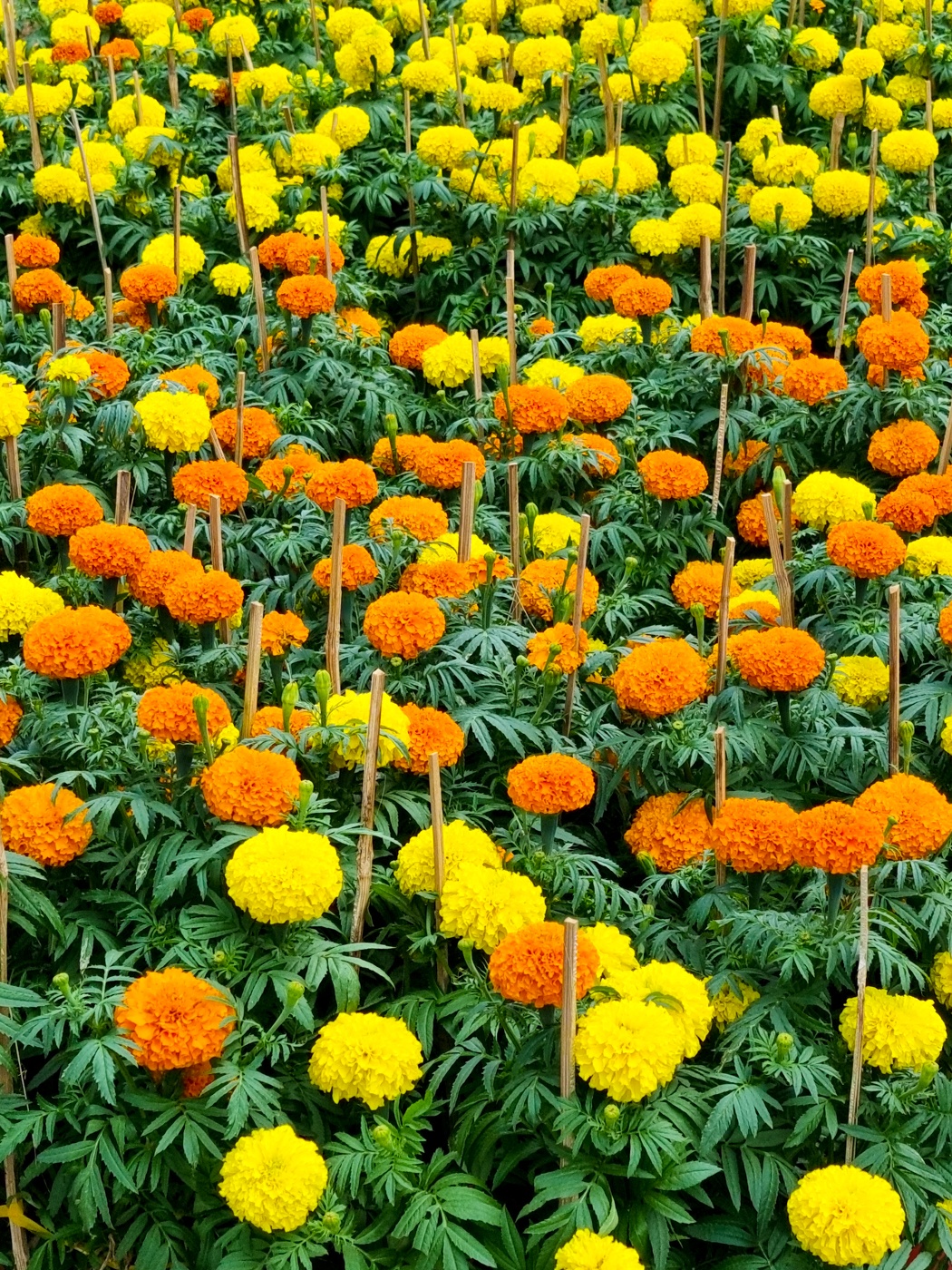 Samsung ảnh 12 Samsung anh 12