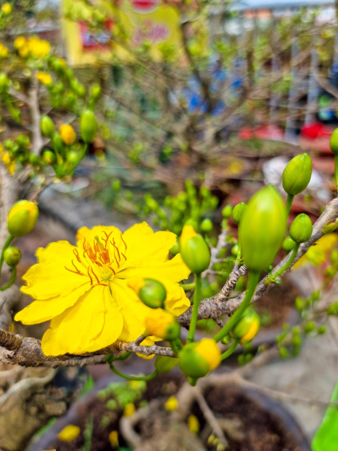 Samsung ảnh 13 Samsung anh 13