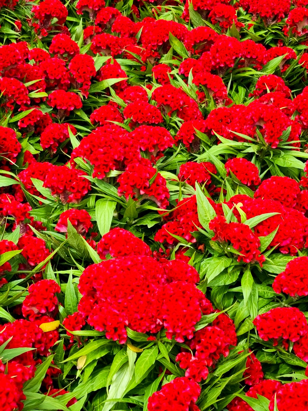 Samsung ảnh 14 Samsung anh 14