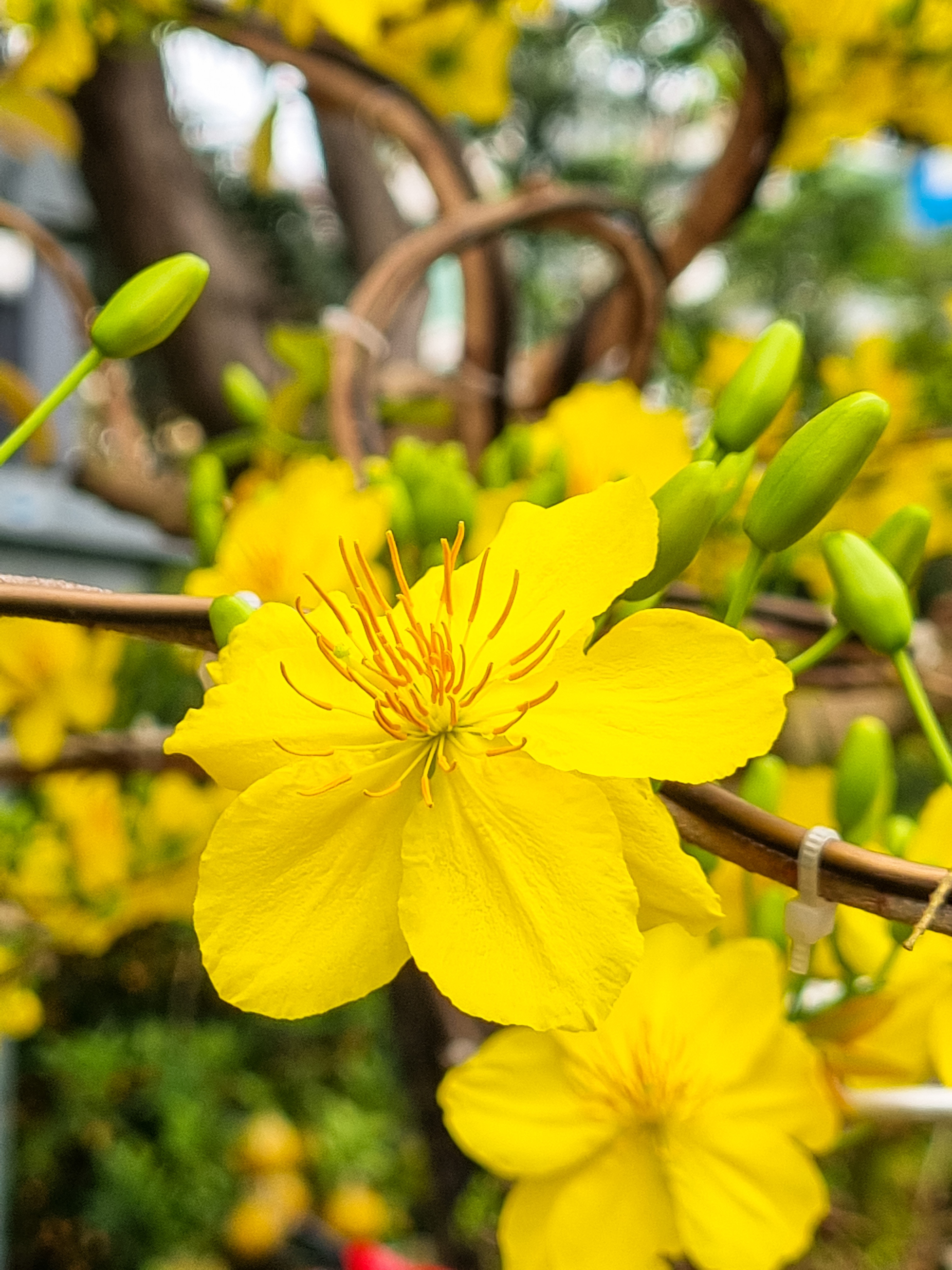 Tết TP.HCM dưới góc nhìn Galaxy S21 ảnh 5 Tet TP.HCM duoi goc nhin Galaxy S21 anh 5