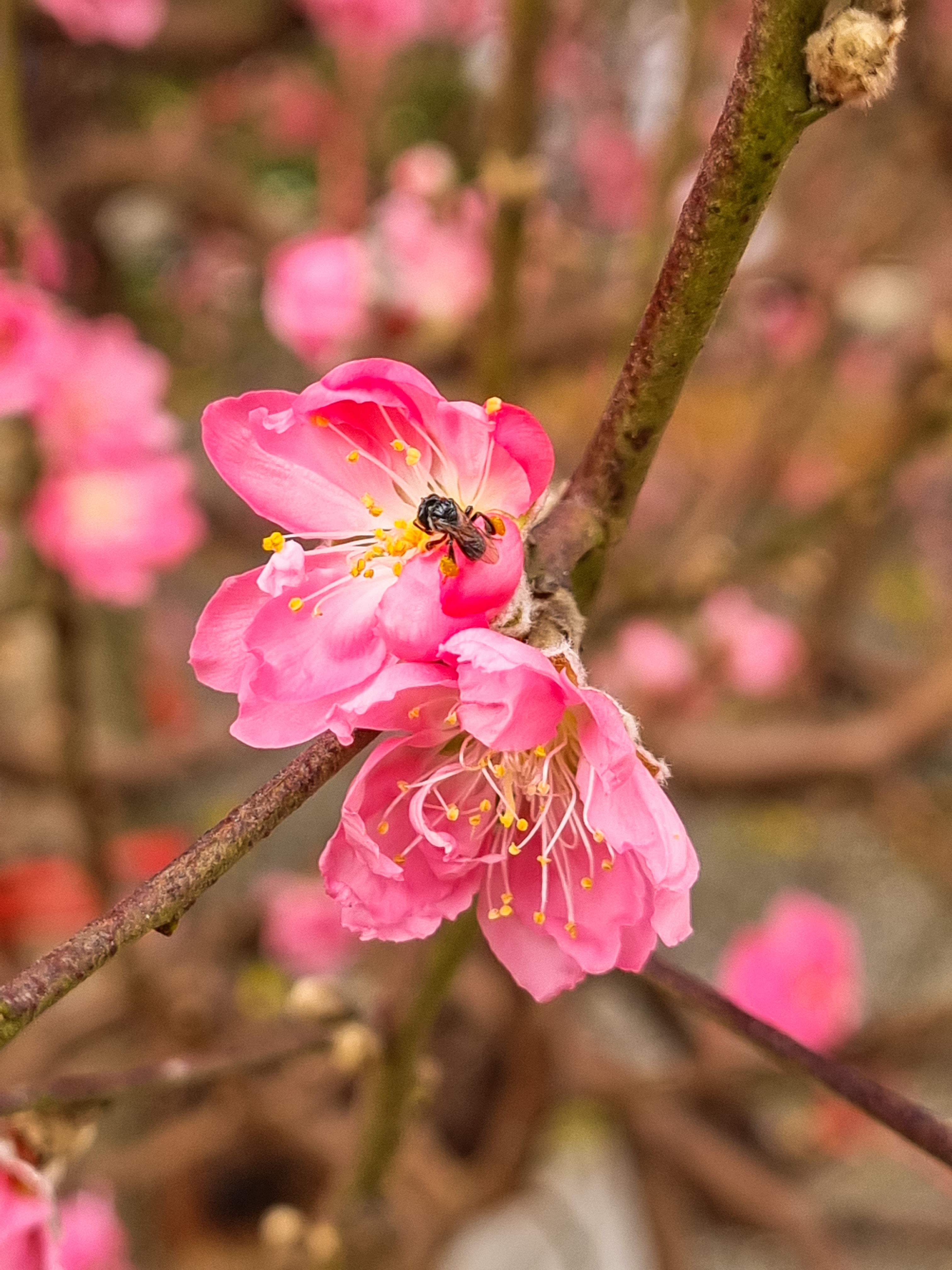 Tết TP.HCM dưới góc nhìn Galaxy S21 ảnh 6 Tet TP.HCM duoi goc nhin Galaxy S21 anh 6