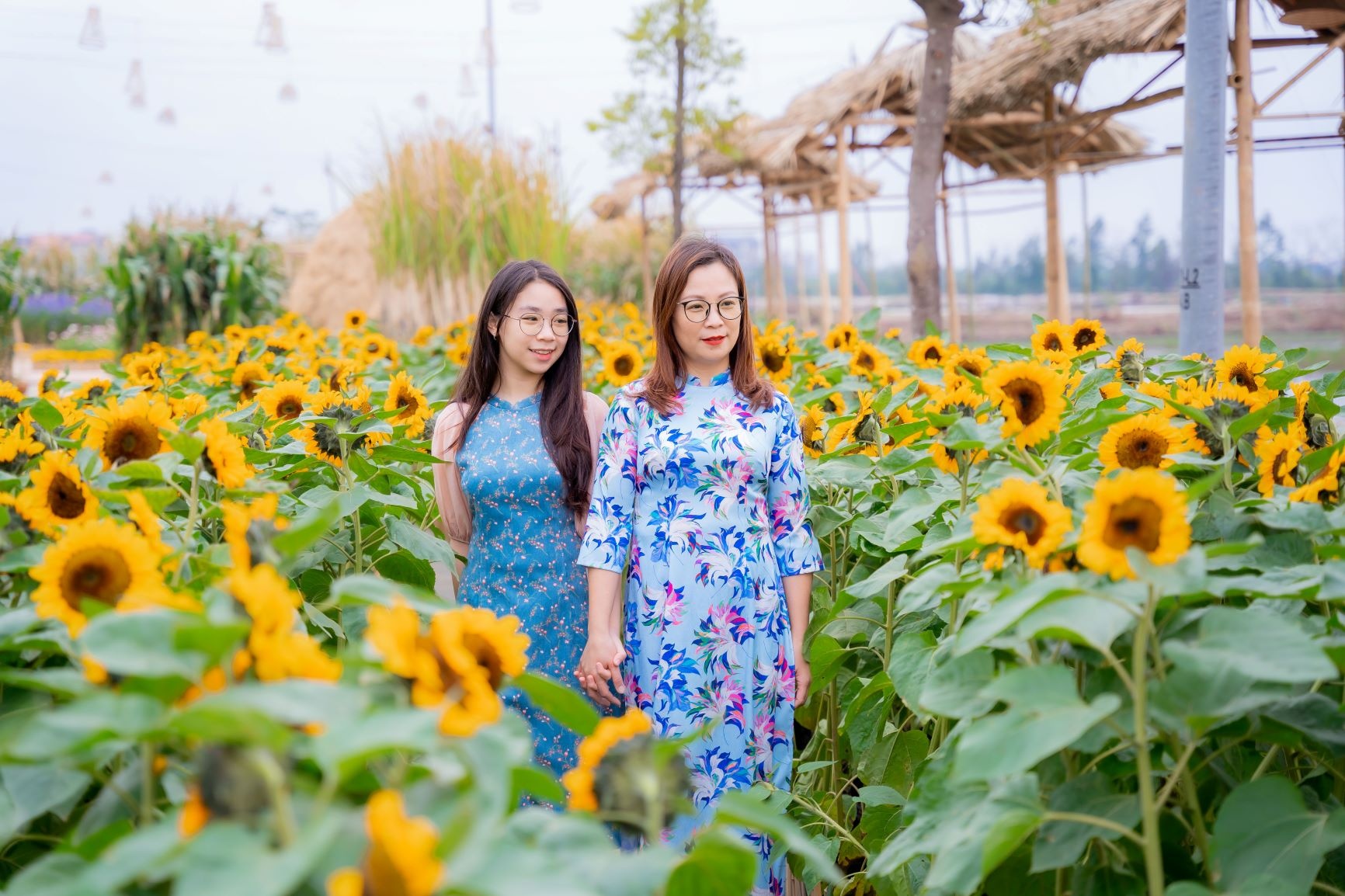 Duong hoa Home Hanoi Xuan khoe sac dip Tet Tan Suu hinh anh