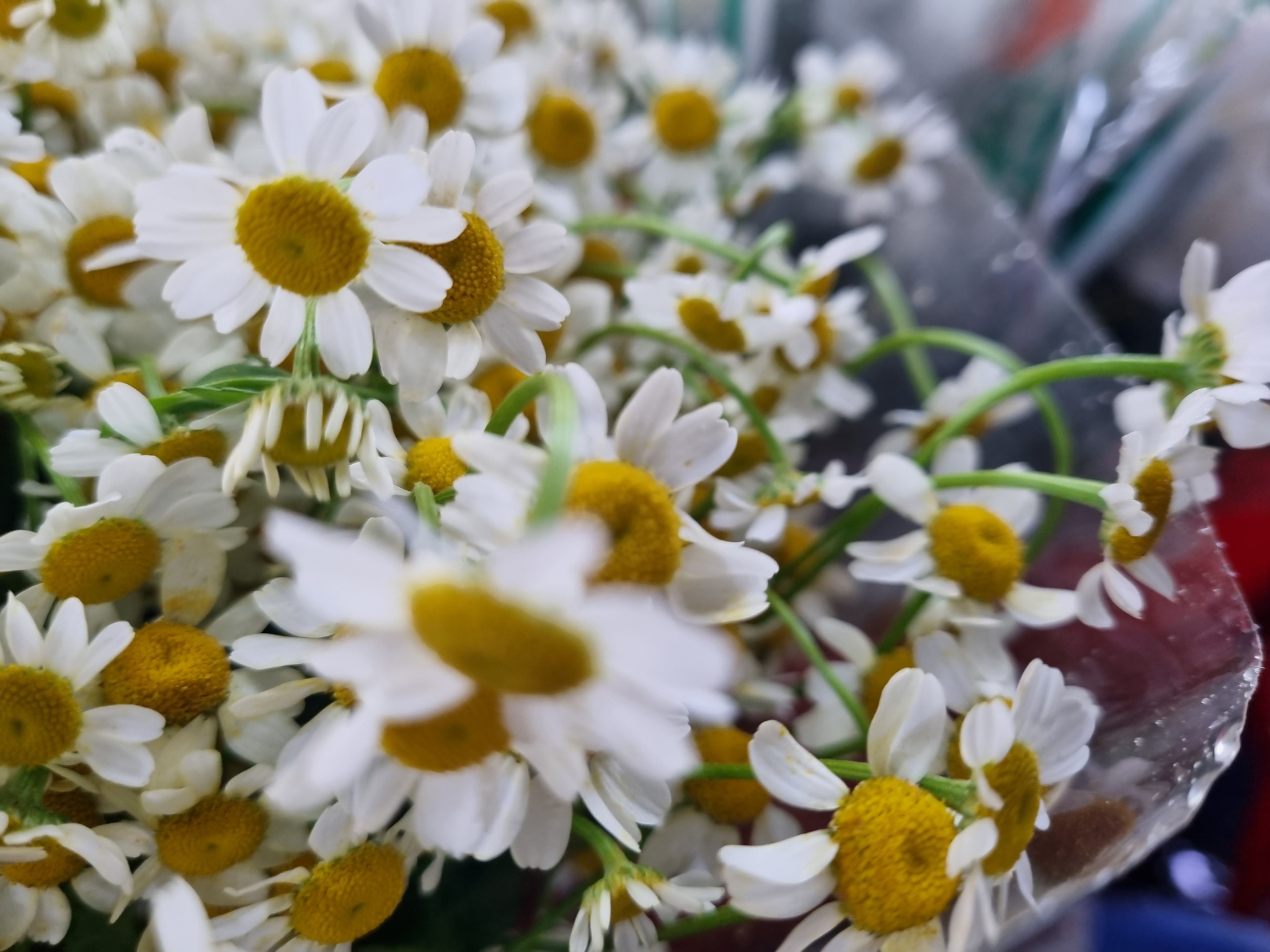 Sức mạnh của camera Galaxy S21+ ảnh 3 Suc manh cua camera Galaxy S21+ anh 3