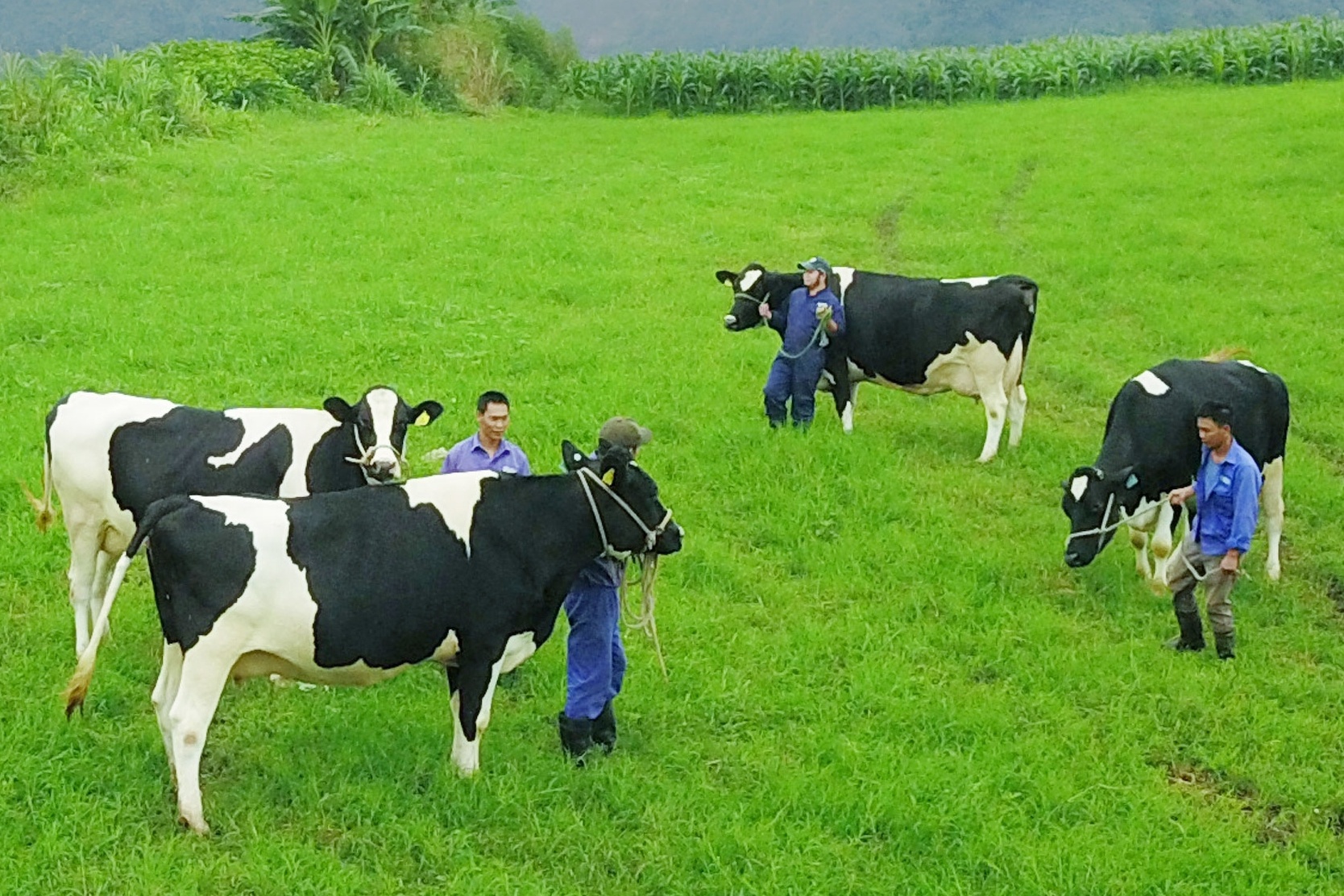 Thien nhien uu ai giup Moc Chau tro thanh thien duong bo sua hinh anh