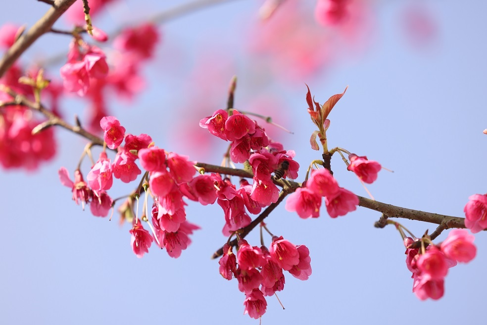 Sun World Fansipan Legend anh 5