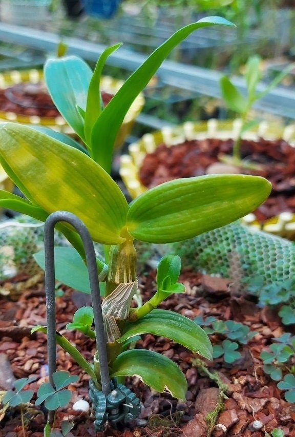 Vuon phong lan Tram Anh anh 2