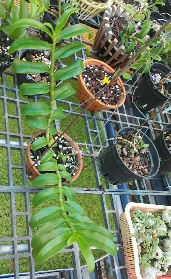 Vuon phong lan Tram Anh anh 4