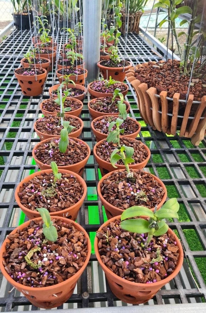 Vuon phong lan Tram Anh anh 3