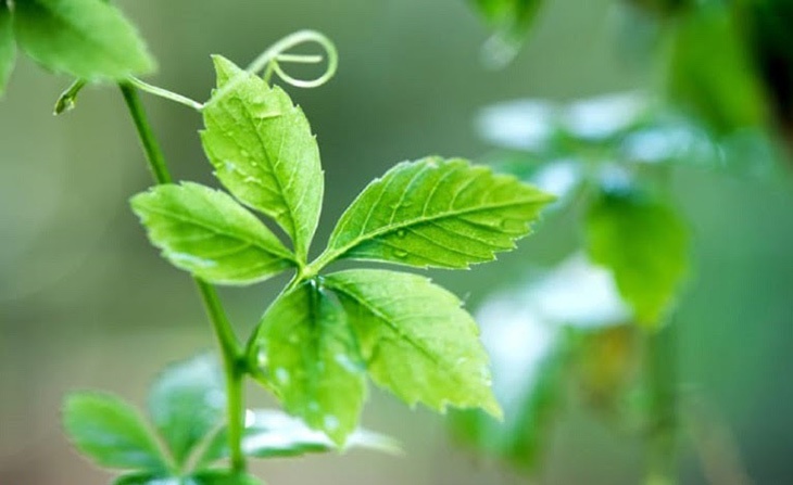 vien sui Hasachi,  vien sui thao duoc anh 1