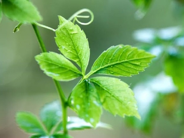 Ho tro giam cholesterol mau voi vien sui thao duoc hinh anh