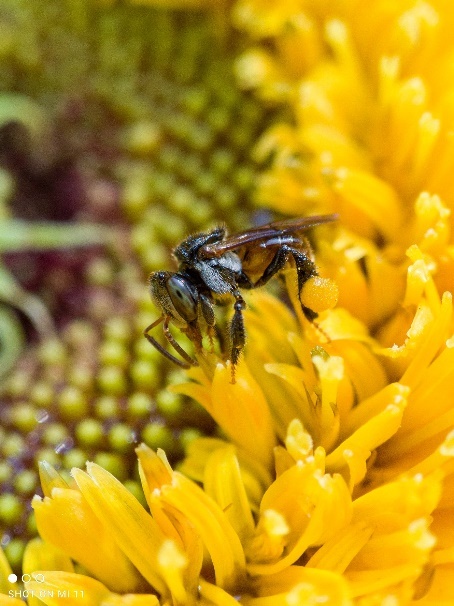 Xiaomi Mi 11,  camera macro anh 4