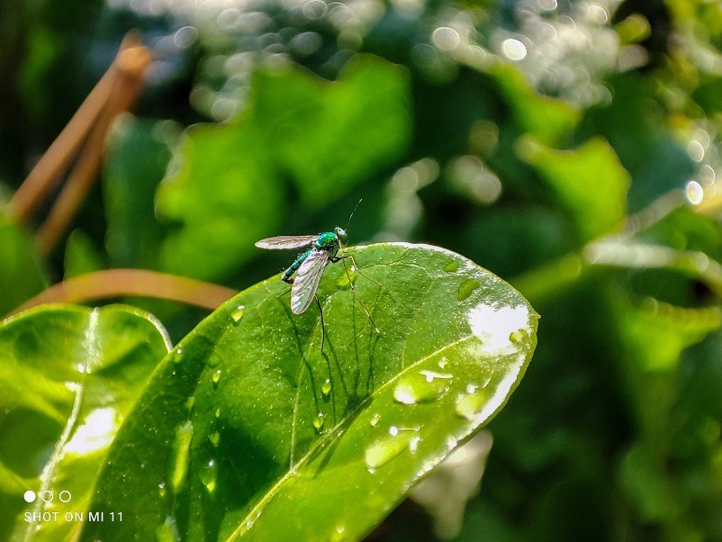 Xiaomi Mi 11,  camera macro anh 5