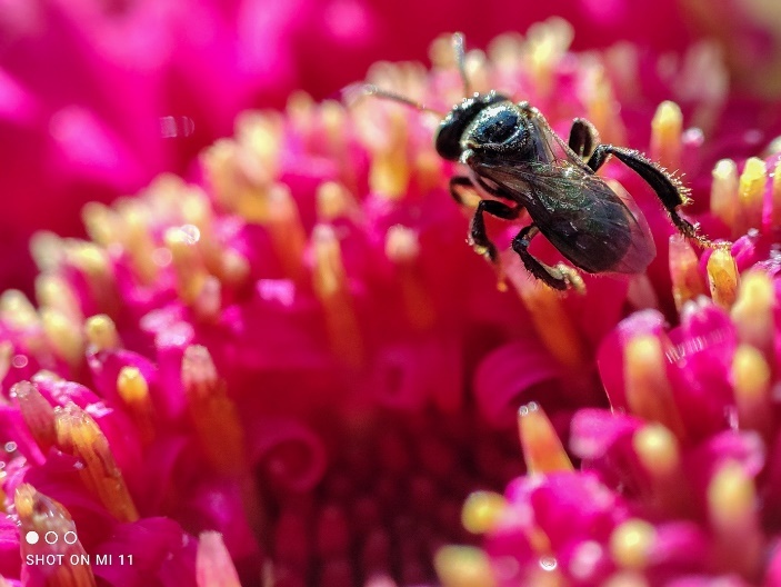 Xiaomi Mi 11,  camera macro anh 6