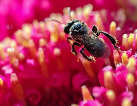 Kham pha the gioi con trung qua ong kinh Xiaomi Mi 11 hinh anh