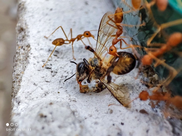 Xiaomi Mi 11,  camera macro anh 7
