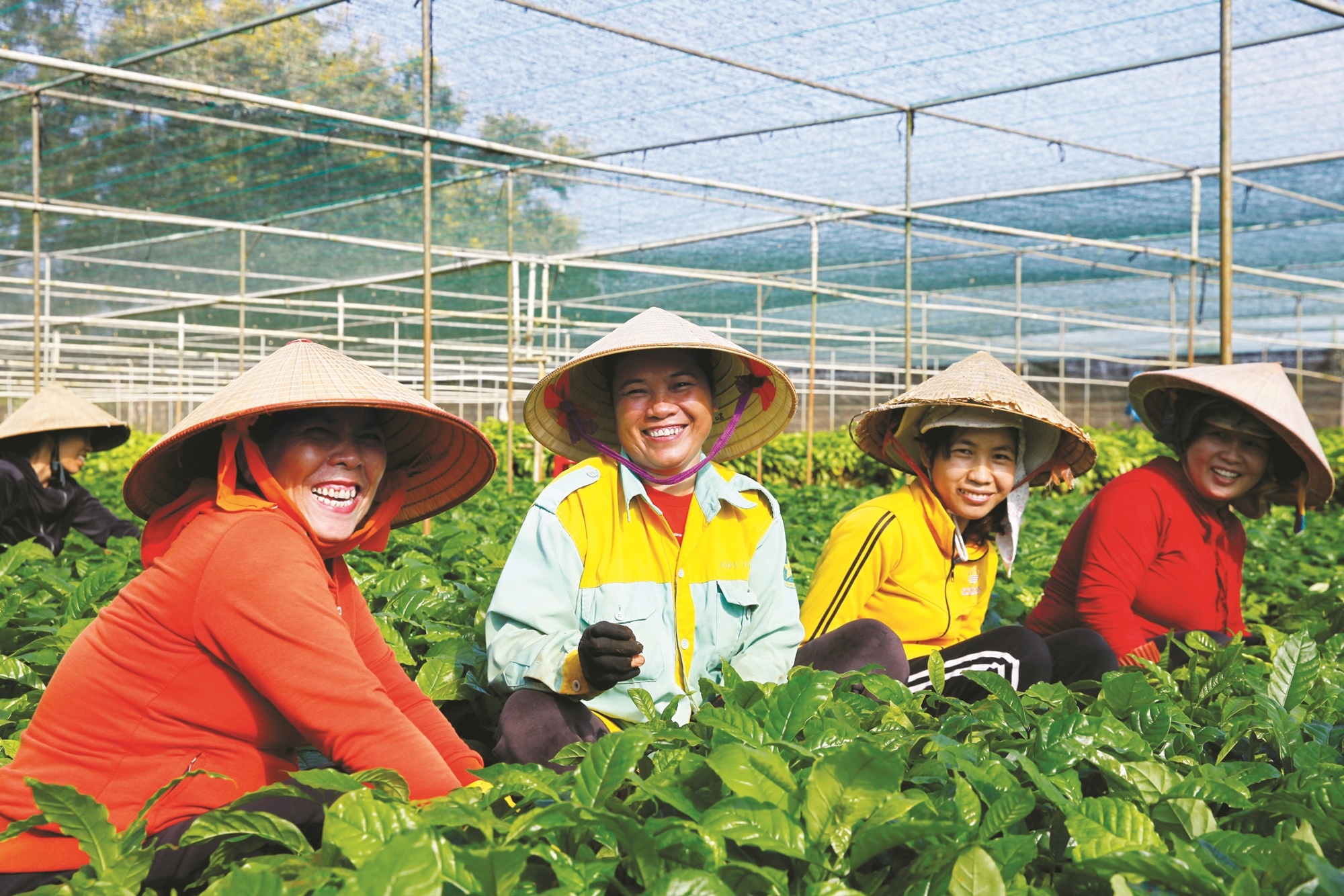 Nestle Viet Nam,  Chi Nest anh 10