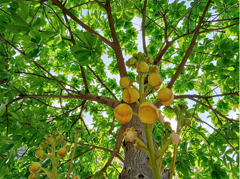 smartphone,  smartphone pin lon anh 7