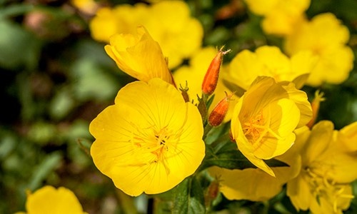 Cong dung cua dau hoa anh thao voi phu nu sau sinh hinh anh