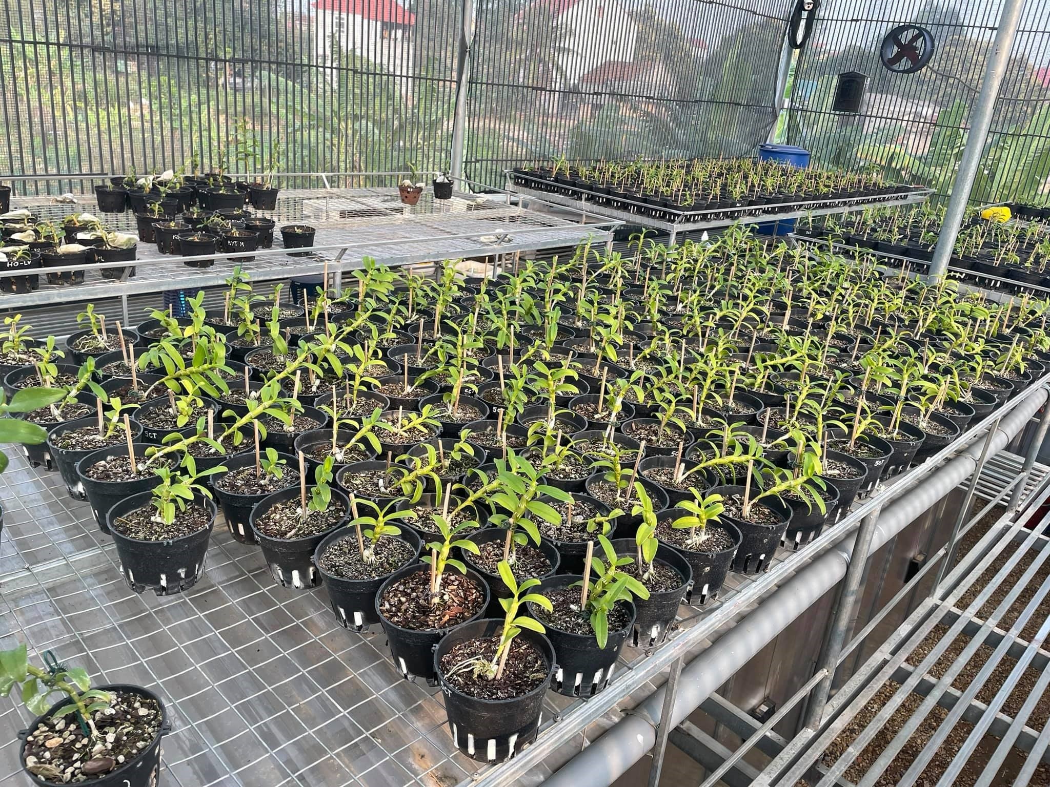 Vuon lan Tran Vinh anh 1