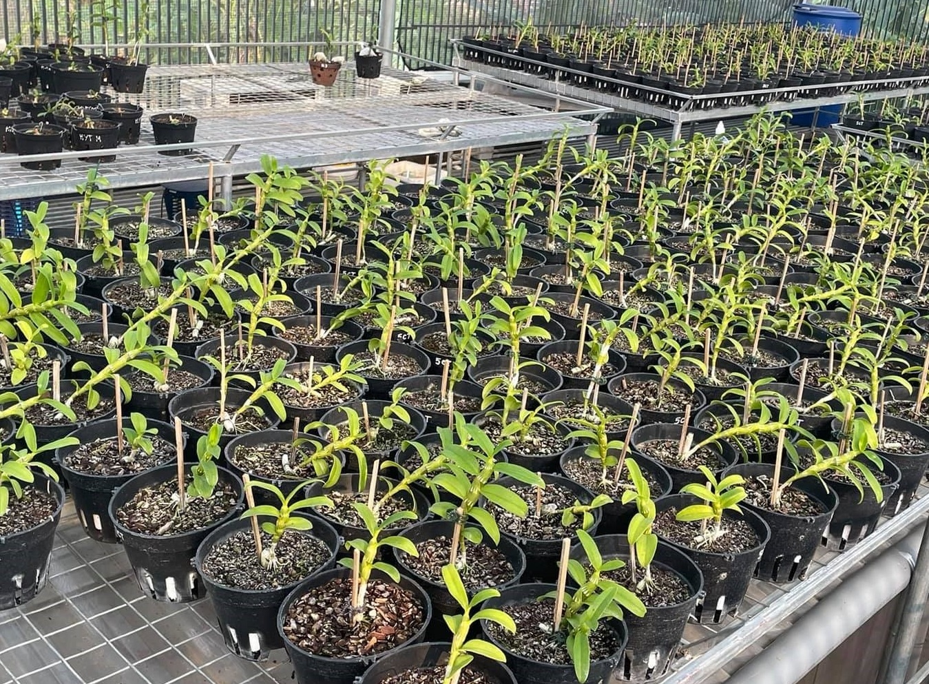 Chu vuon lan Tran Vinh chia se bi quyet cham cay cho nguoi moi choi hinh anh