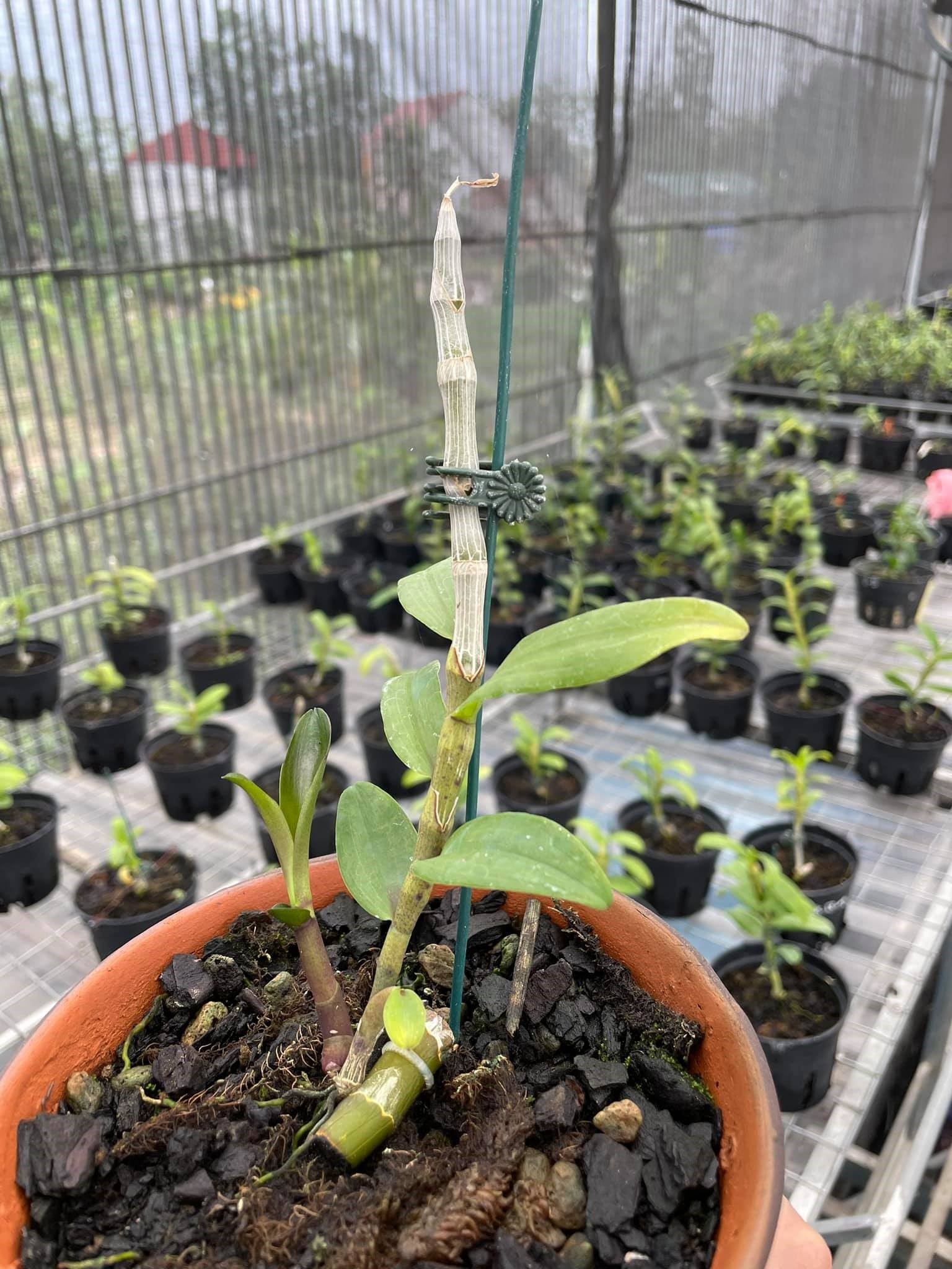 Vuon lan Tran Vinh anh 3