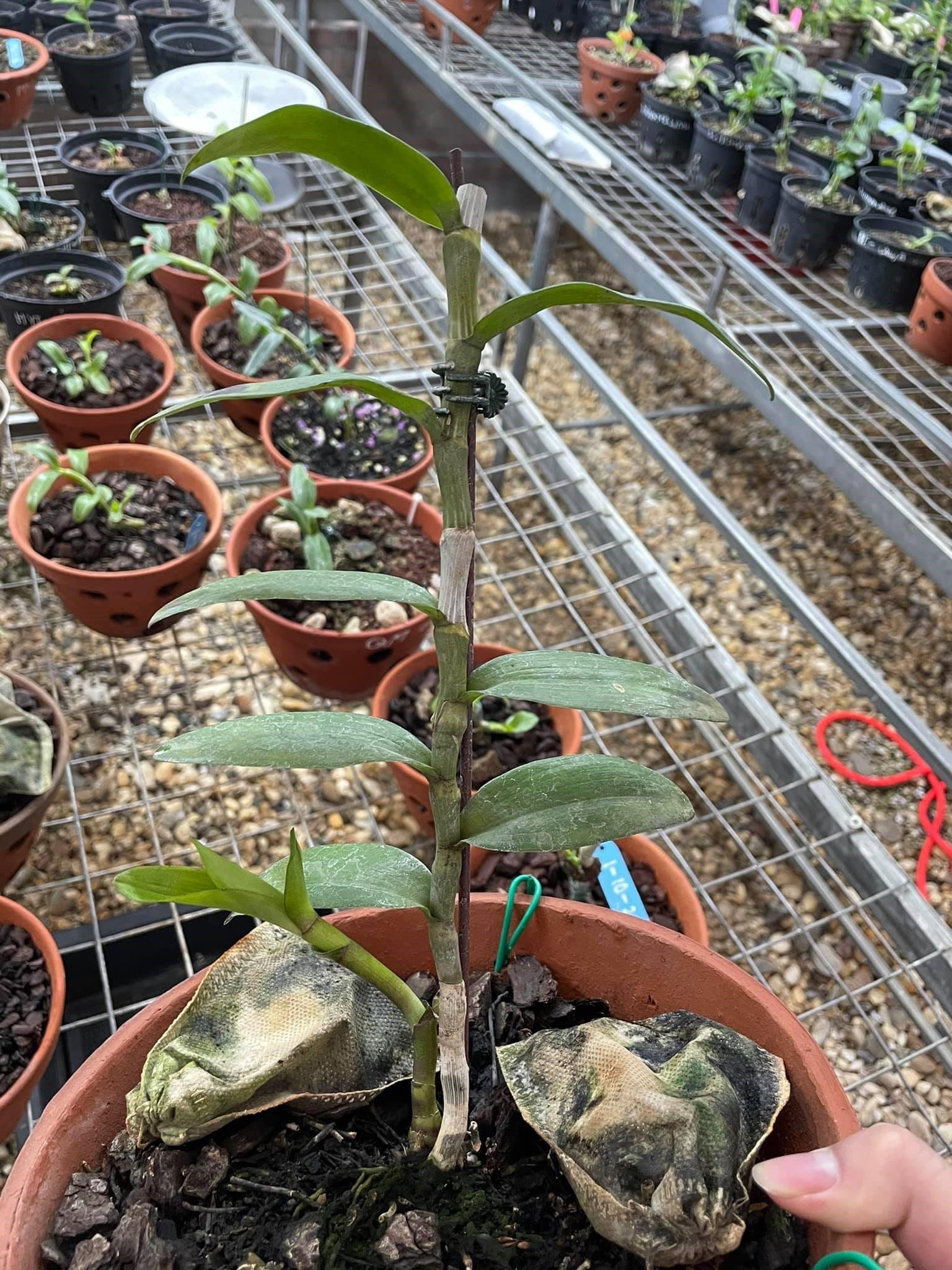 Vuon lan Tran Vinh anh 4