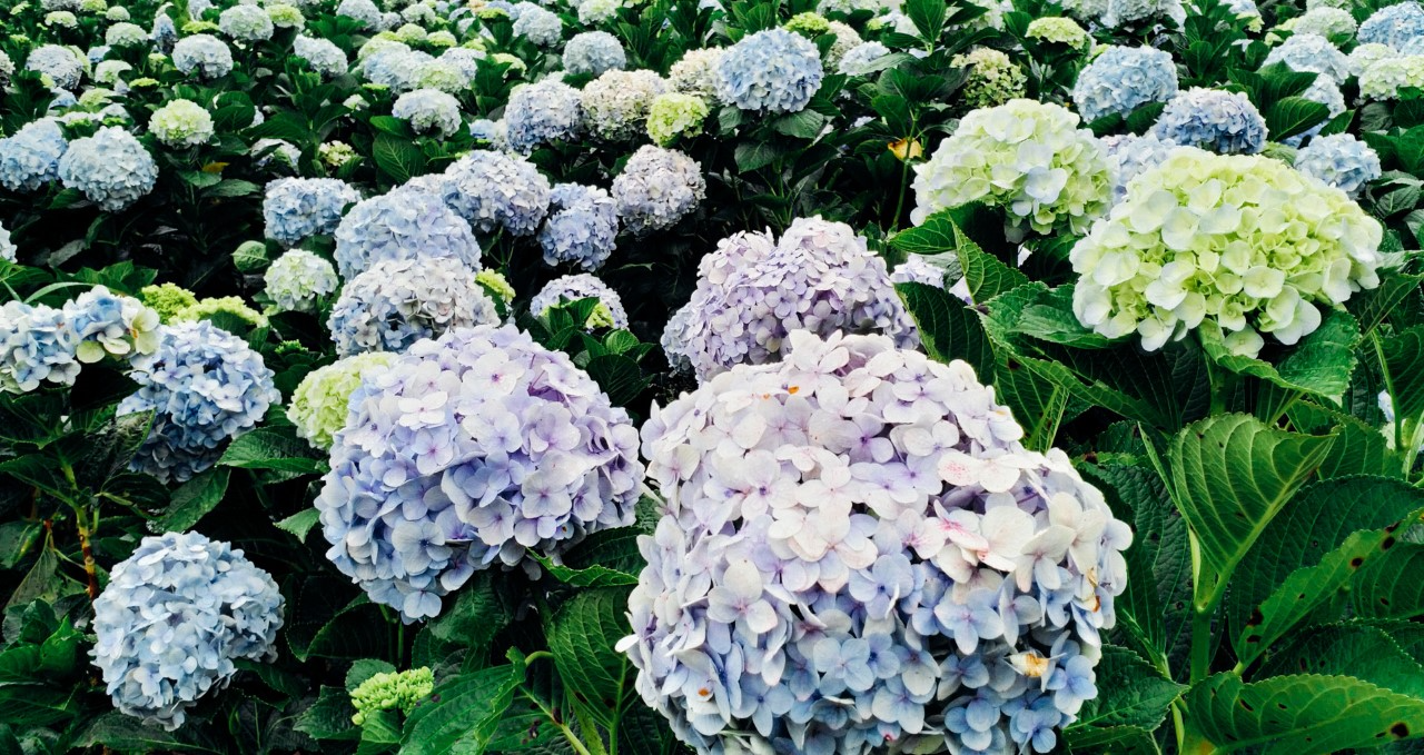 FLC,  FLC Sam Son anh 2