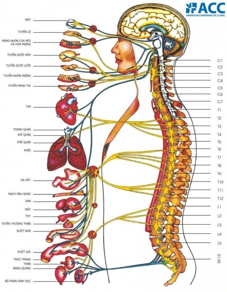Phong kham ACC anh 1