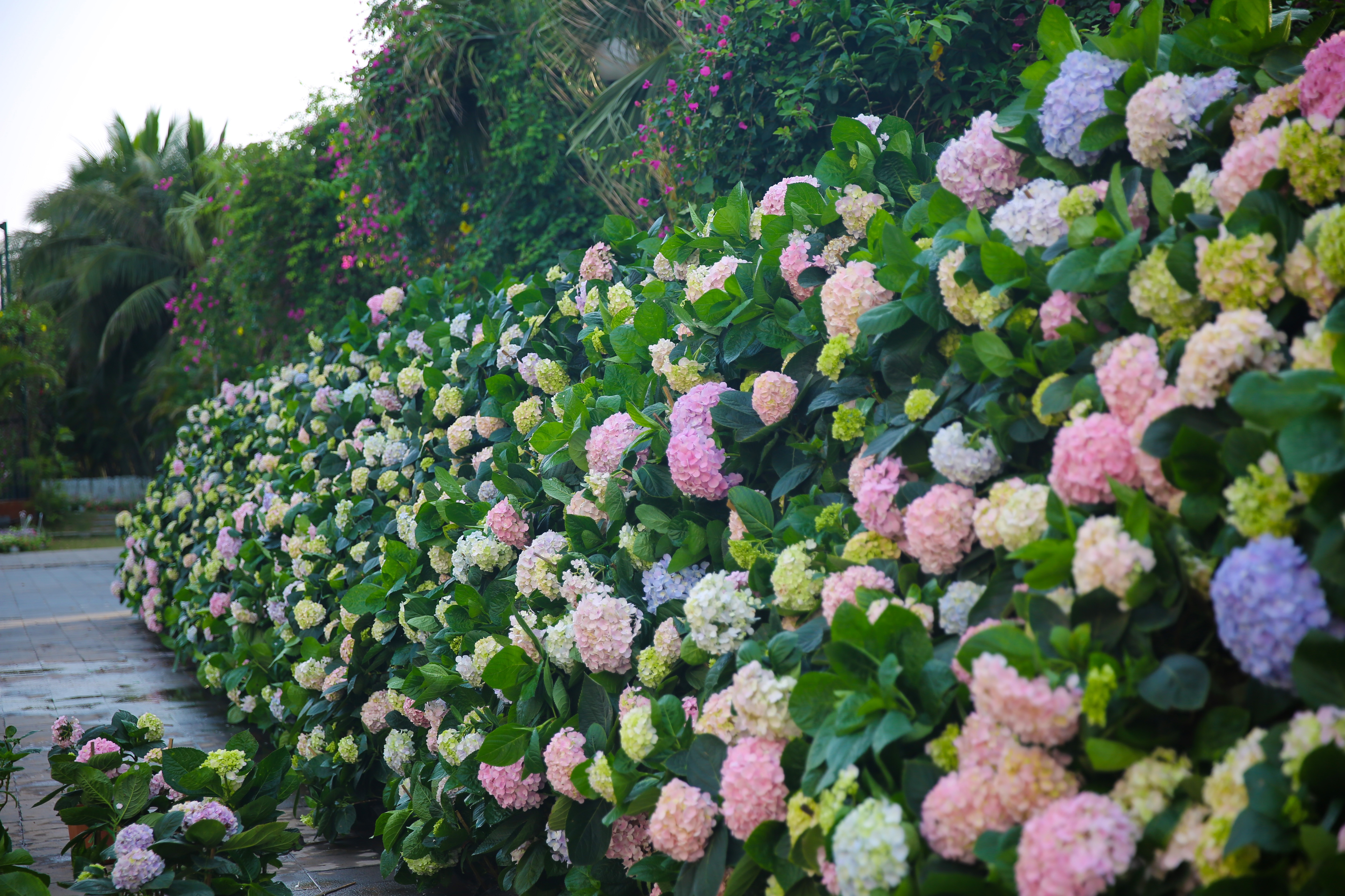 FLC,  FLC Sam Son anh 3