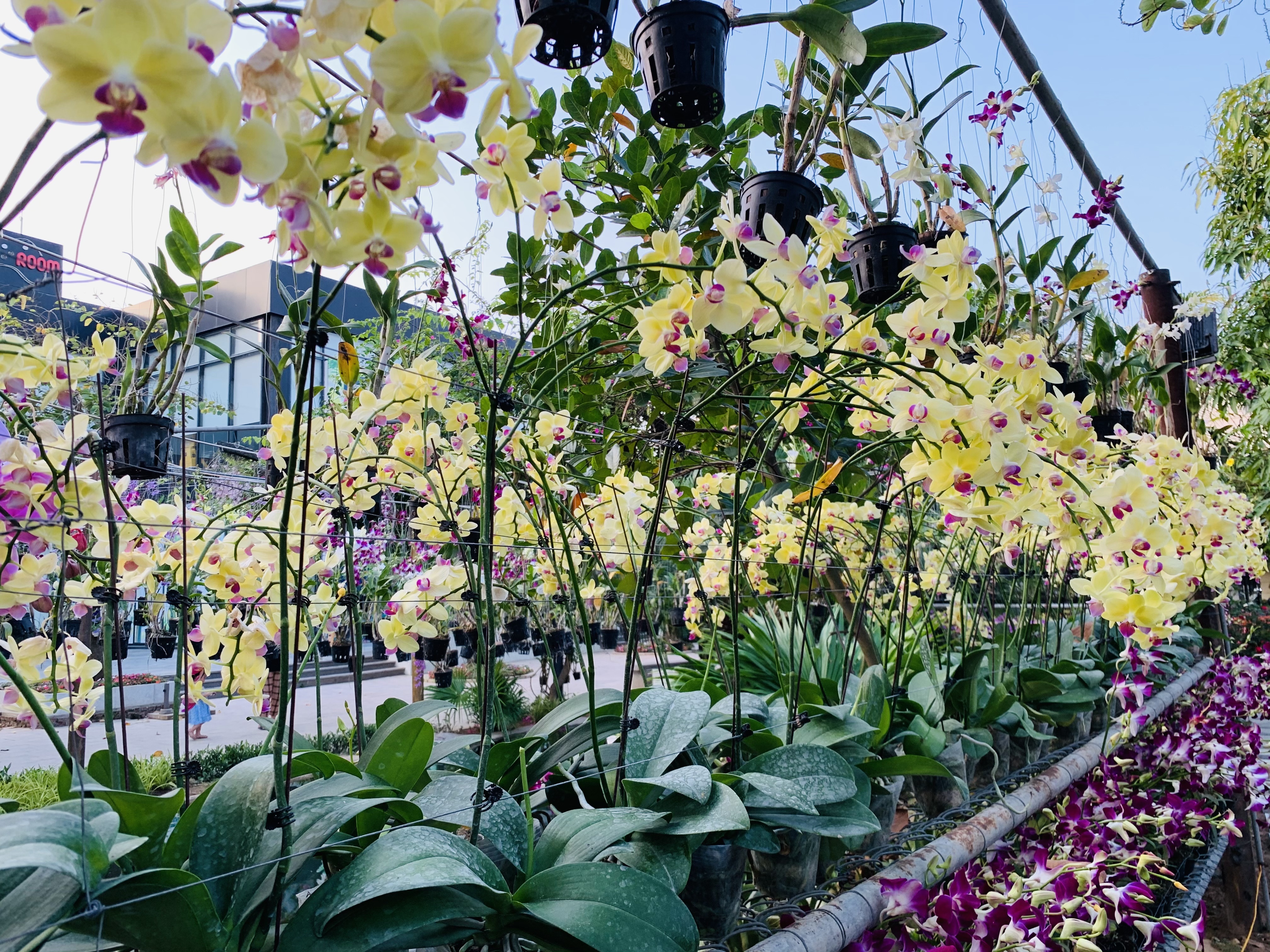 FLC,  FLC Sam Son anh 6