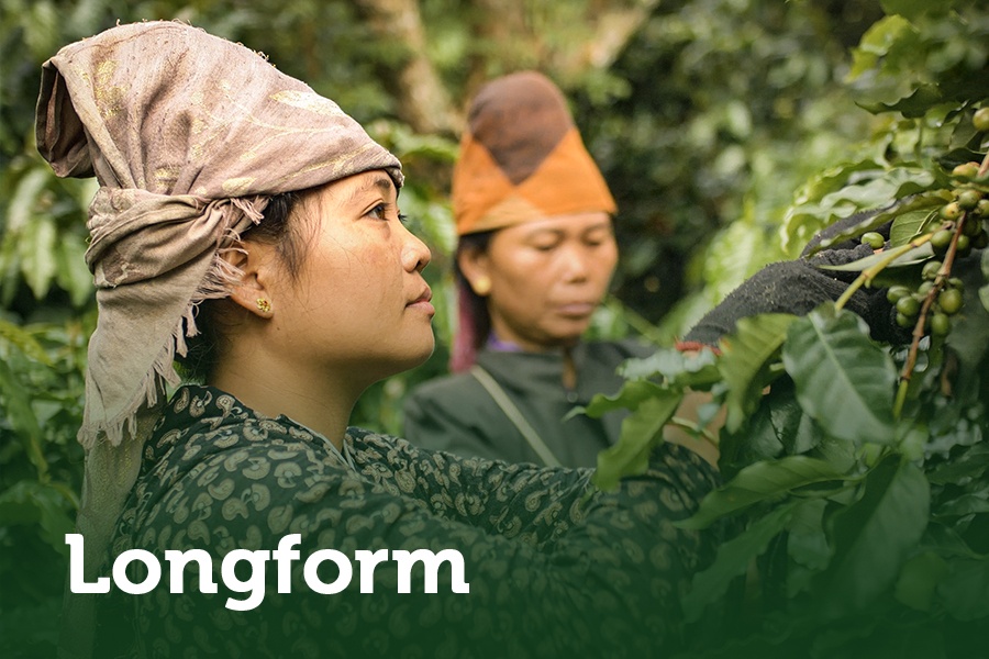 Ca phe Son La - ket tinh cua thien nhien va tam huyet nguoi gieo trong hinh anh