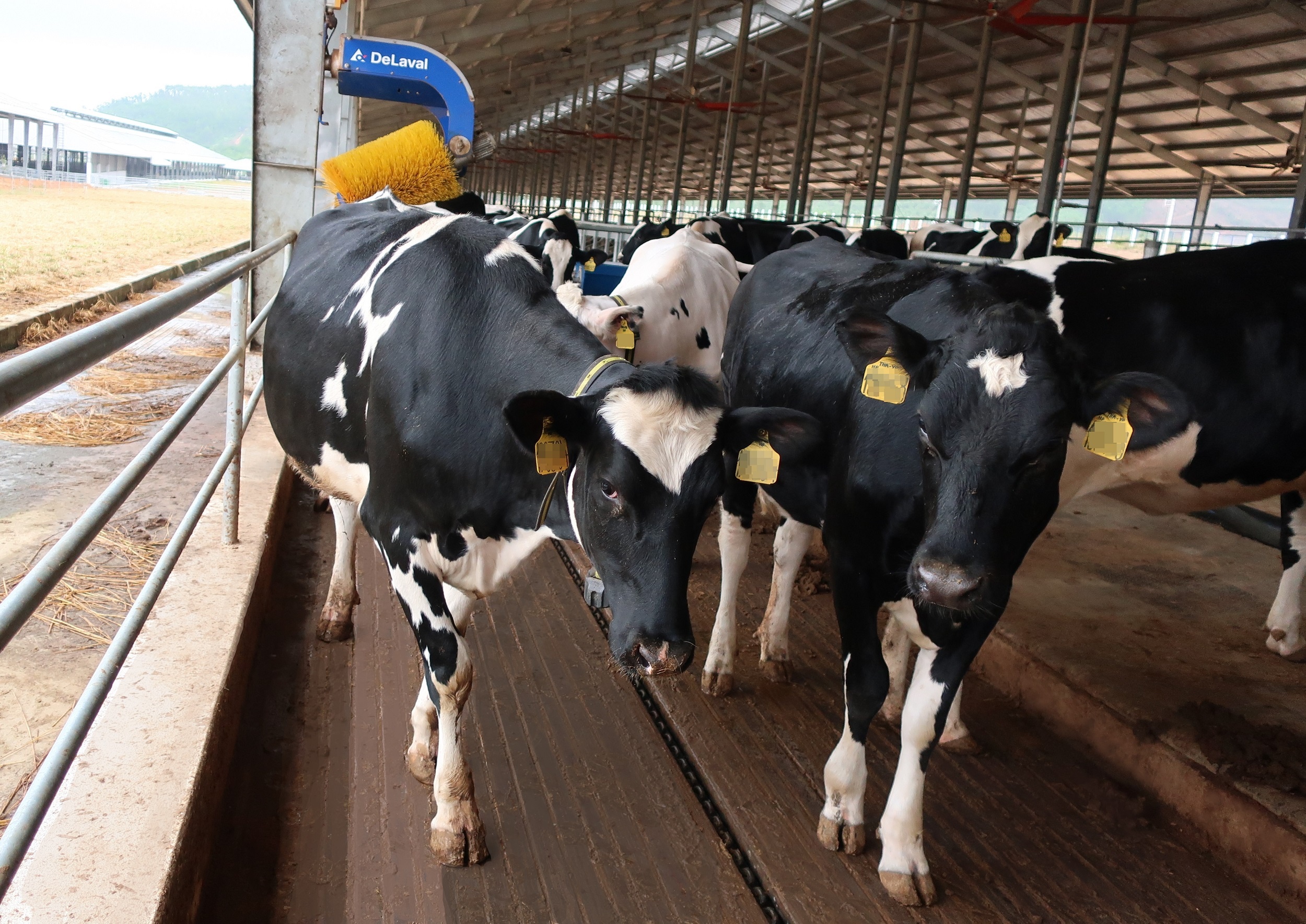 Vinamilk ảnh 11 Vinamilk anh 11
