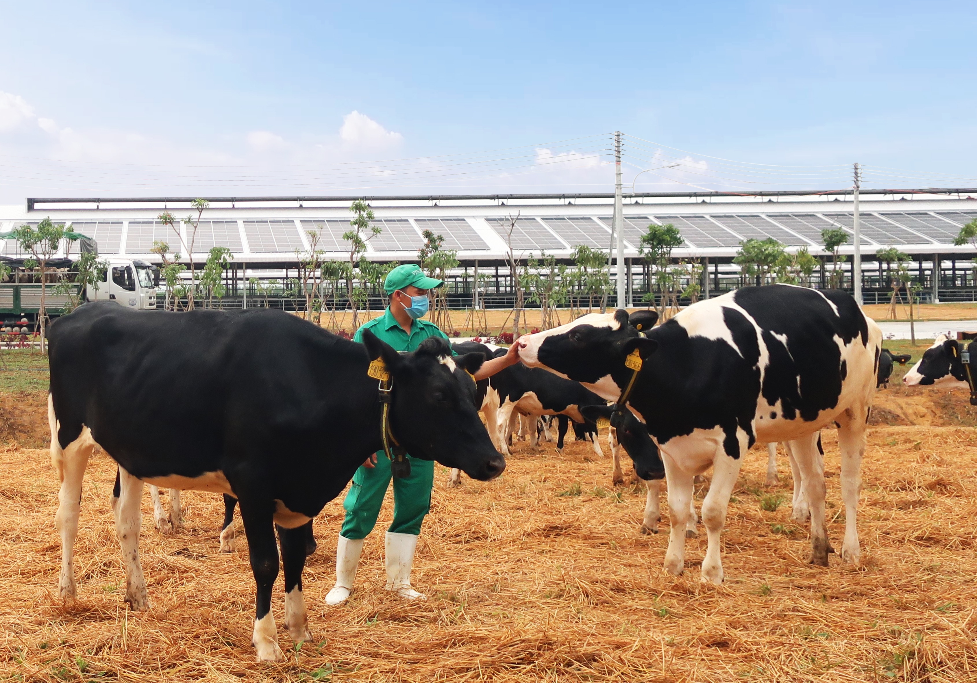 Vinamilk ảnh 13 Vinamilk anh 13