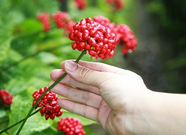 Tai tao nang luong co the voi chiet xuat hoa nhan sam hinh anh