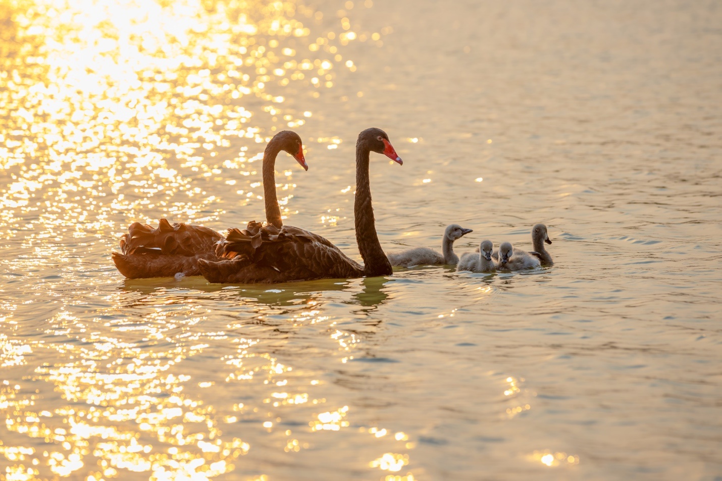 Ecopark,  Ecopark Marathon anh 7
