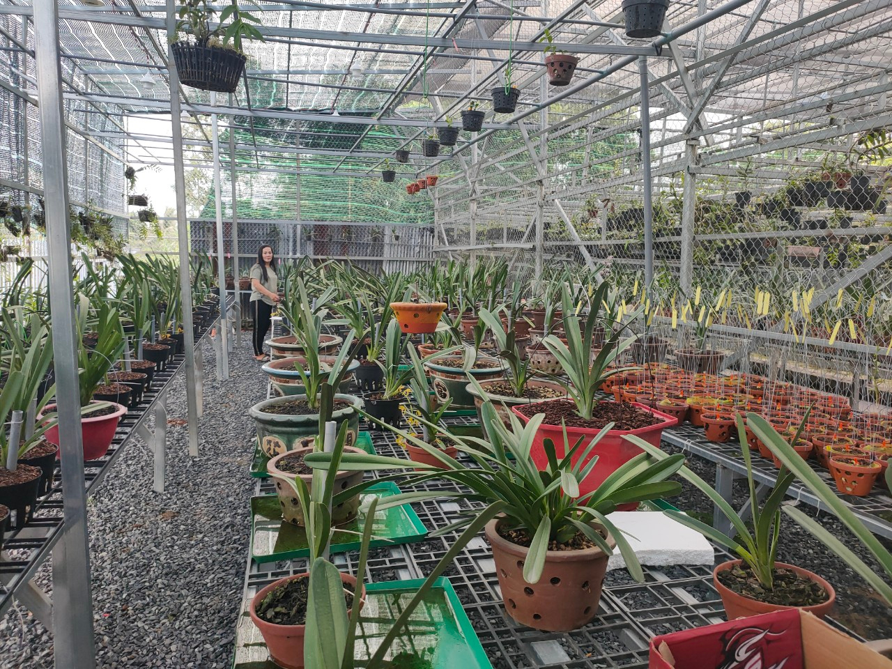 Nguyen Ngoc Phuong Anh anh 2