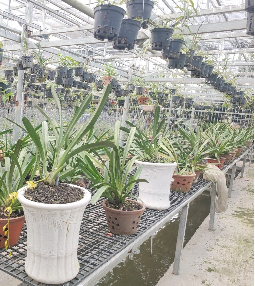 Nguyen Ngoc Phuong Anh anh 3