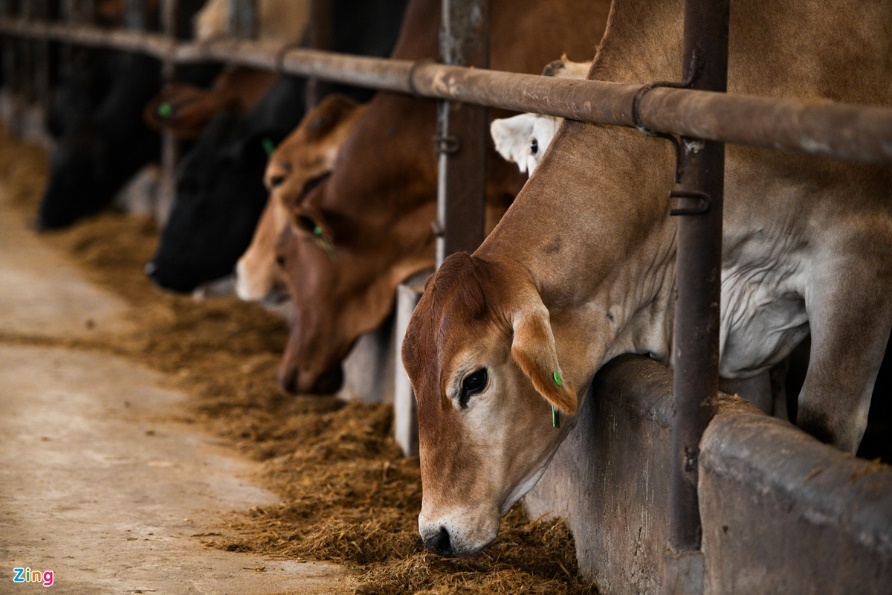 ong Pham Van Tam anh 1