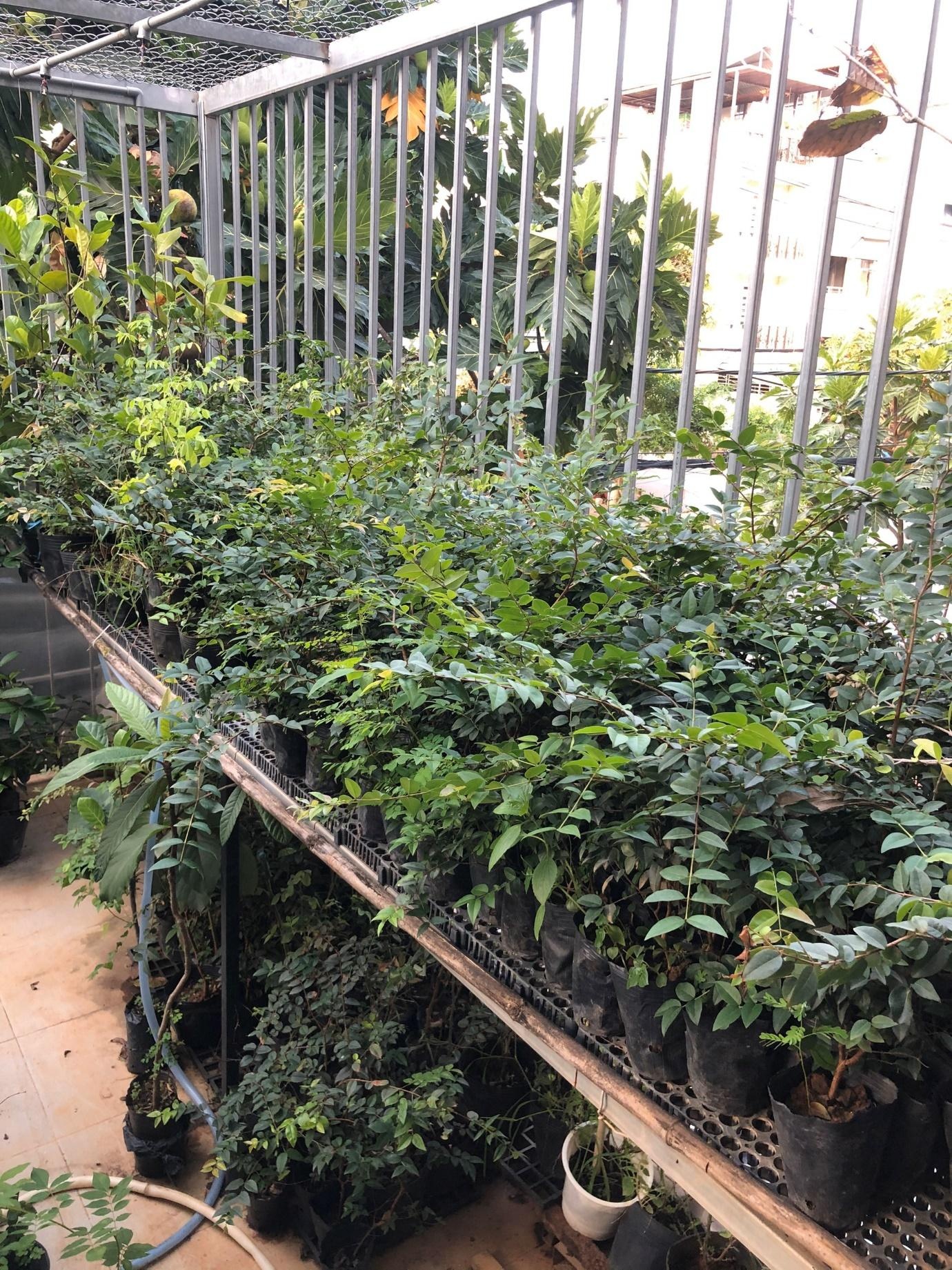 thi truong hat giong,  nong nghiep anh 2