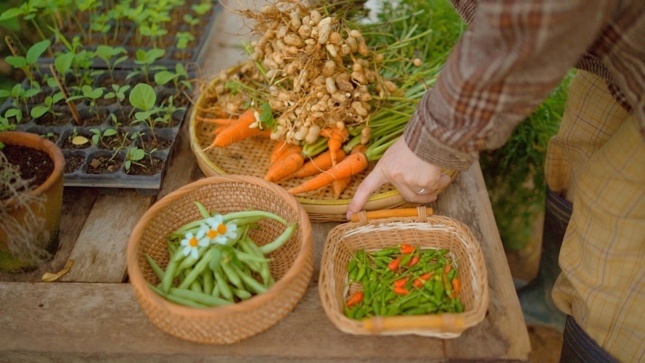 Chon o lai vung an toan hay dam theo duoi dam me? hinh anh