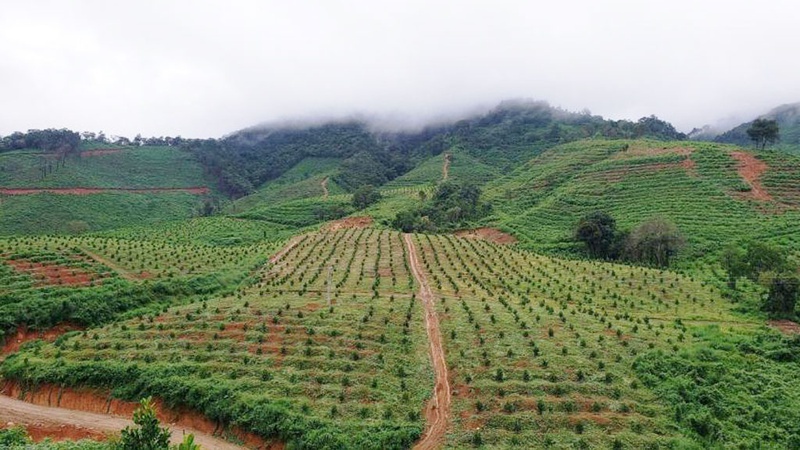 Tiger Crystal,  theo duoi dam me anh 3