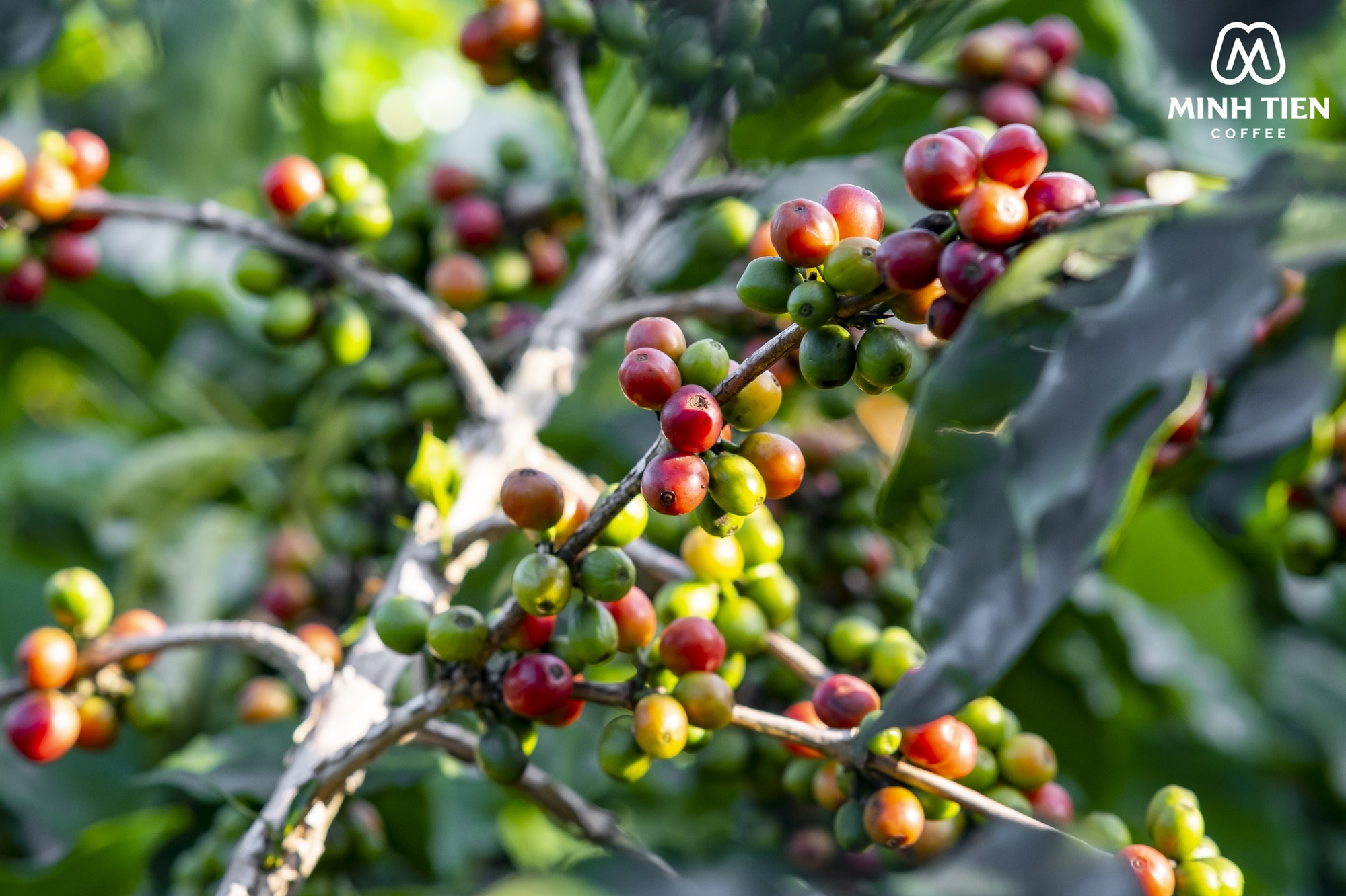 Minh Tien,  ca phe Son La anh 7