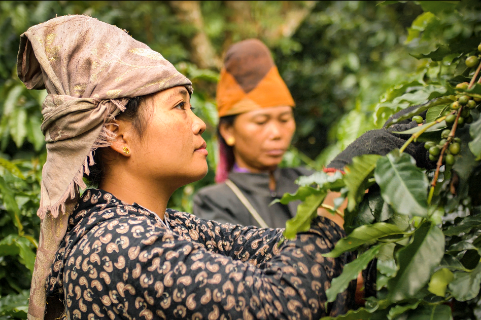 Minh Tien,  ca phe Son La anh 3