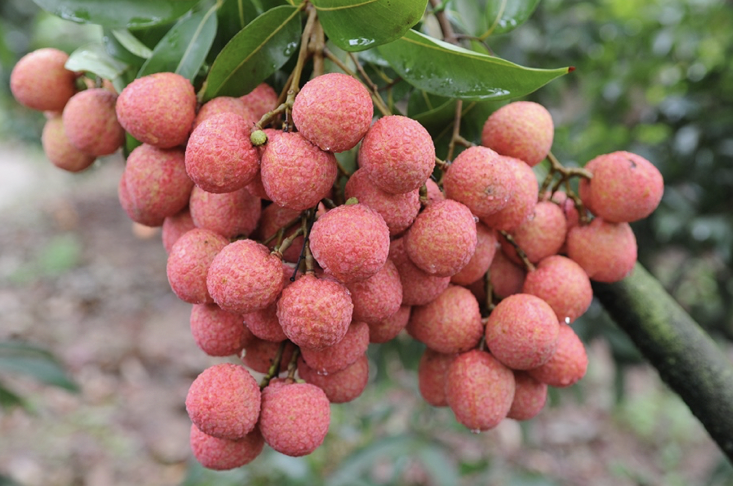 Lazada,  vai thieu Bac Giang anh 2