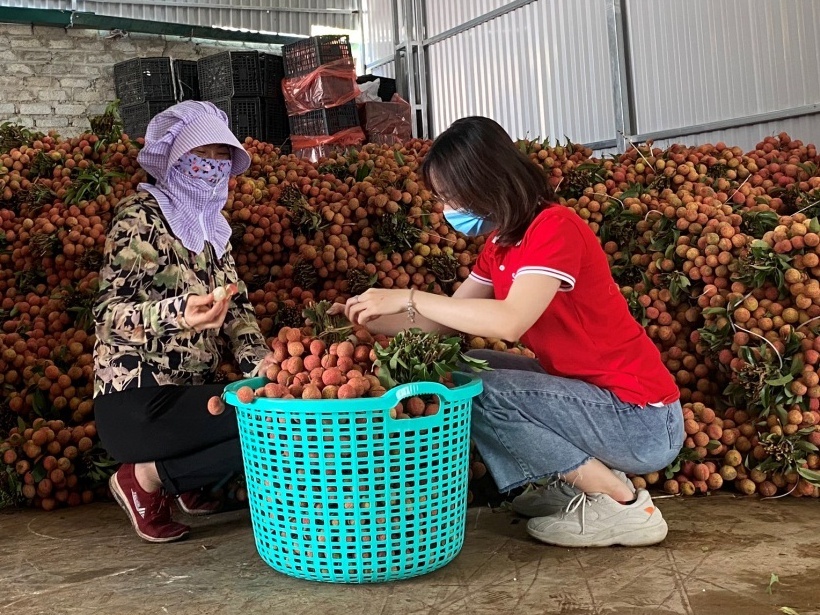 Nong dan Bac Giang livestream ban het 8 tan vai hinh anh