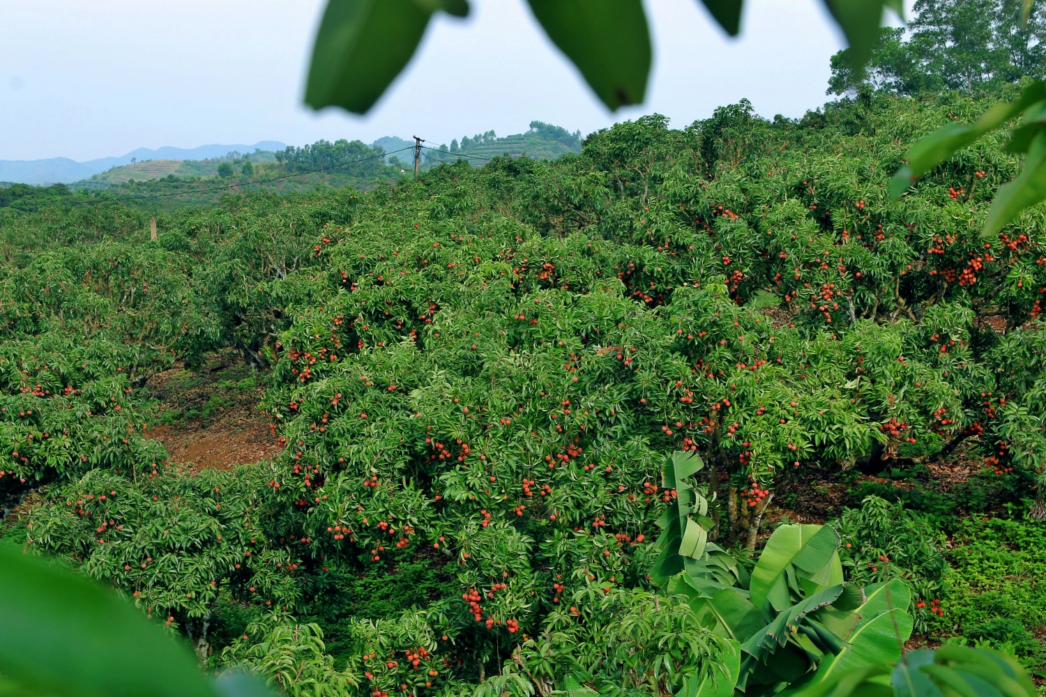 Grab,  GrabConnect anh 2